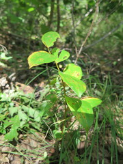 Polygonatum × desoulavyi