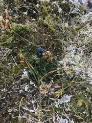 Gentiana glauca