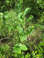 Vincetoxicum atratum