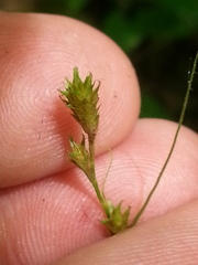 Carex festucacea