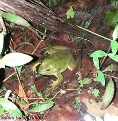 Euphlyctis hexadactyla