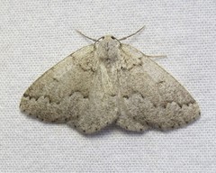 Sabulodes packardata