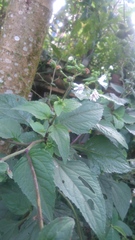 Adenostemma platyphyllum