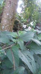 Adenostemma platyphyllum