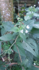 Adenostemma platyphyllum