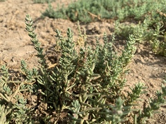 Nitrophila occidentalis