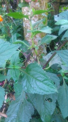 Adenostemma platyphyllum