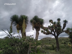 Yucca decipiens