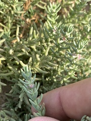 Nitrophila occidentalis