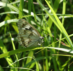 Melanargia halimede