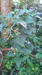 Adenostemma platyphyllum