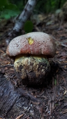 Butyriboletus abieticola