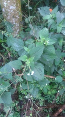 Adenostemma platyphyllum