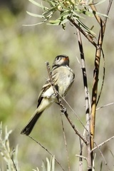 Empidonax wrightii