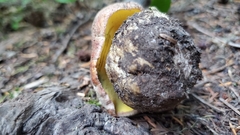 Butyriboletus abieticola