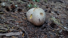 Butyriboletus abieticola