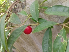 Phaleria