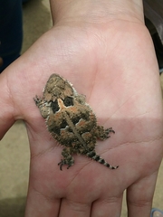 Phrynosoma orbiculare