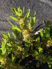Rumex persicarioides