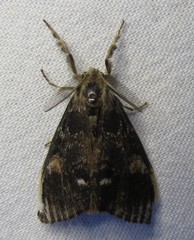 Orgyia pseudotsugata