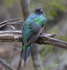 Eared Quetzal photo 5
