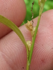 Carex blanda
