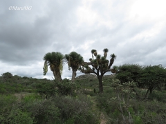 Yucca decipiens