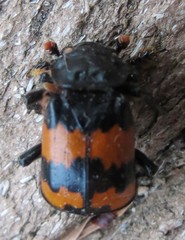 Nicrophorus investigator
