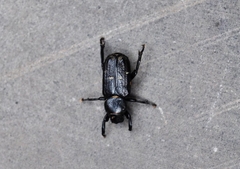 Clinterocera mandarina