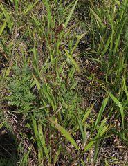 Hypericum attenuatum