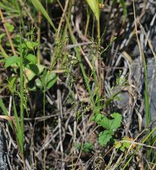 Diarthron linifolium