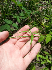 Ipomoea heptaphylla