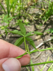 Ipomoea heptaphylla