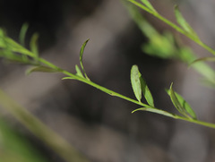Diarthron linifolium