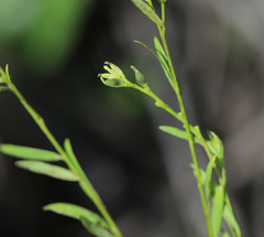 Diarthron linifolium