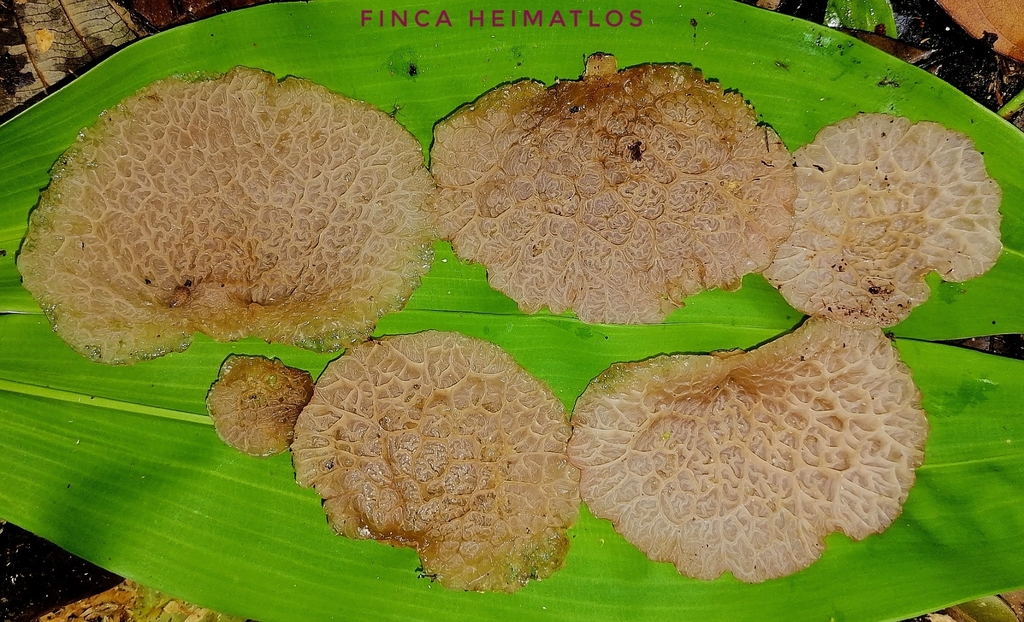 Auricularia delicata · September 2020 · photo: © heimatlos (iNaturalist, cc0)