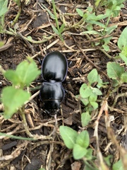 Pasimachus elongatus