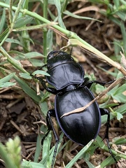 Pasimachus elongatus