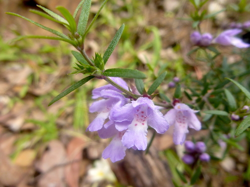 Image of Westringia glabra by (c) Kiri Bee, some rights reserved (CC BY)