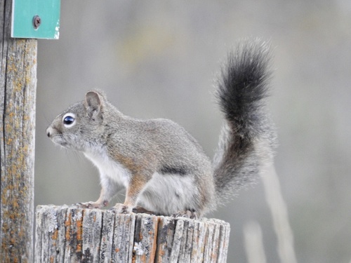 Fremont's Squirrel
