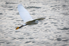 Egretta garzetta