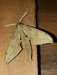 Xylophanes anubus