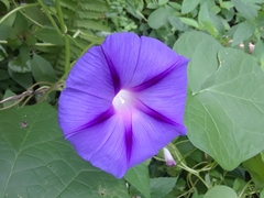 Ipomoea indica