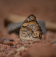 Junonia hierta