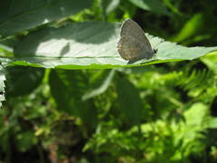 Celastrina neglecta