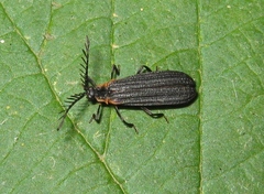 Leptoceletes basalis