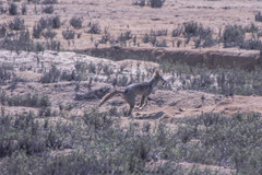 Lycalopex sechurae