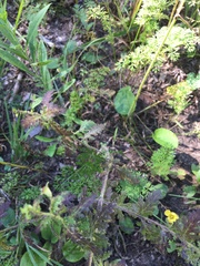 Aureolaria pedicularia