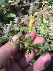 Aureolaria pedicularia