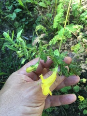 Aureolaria pedicularia